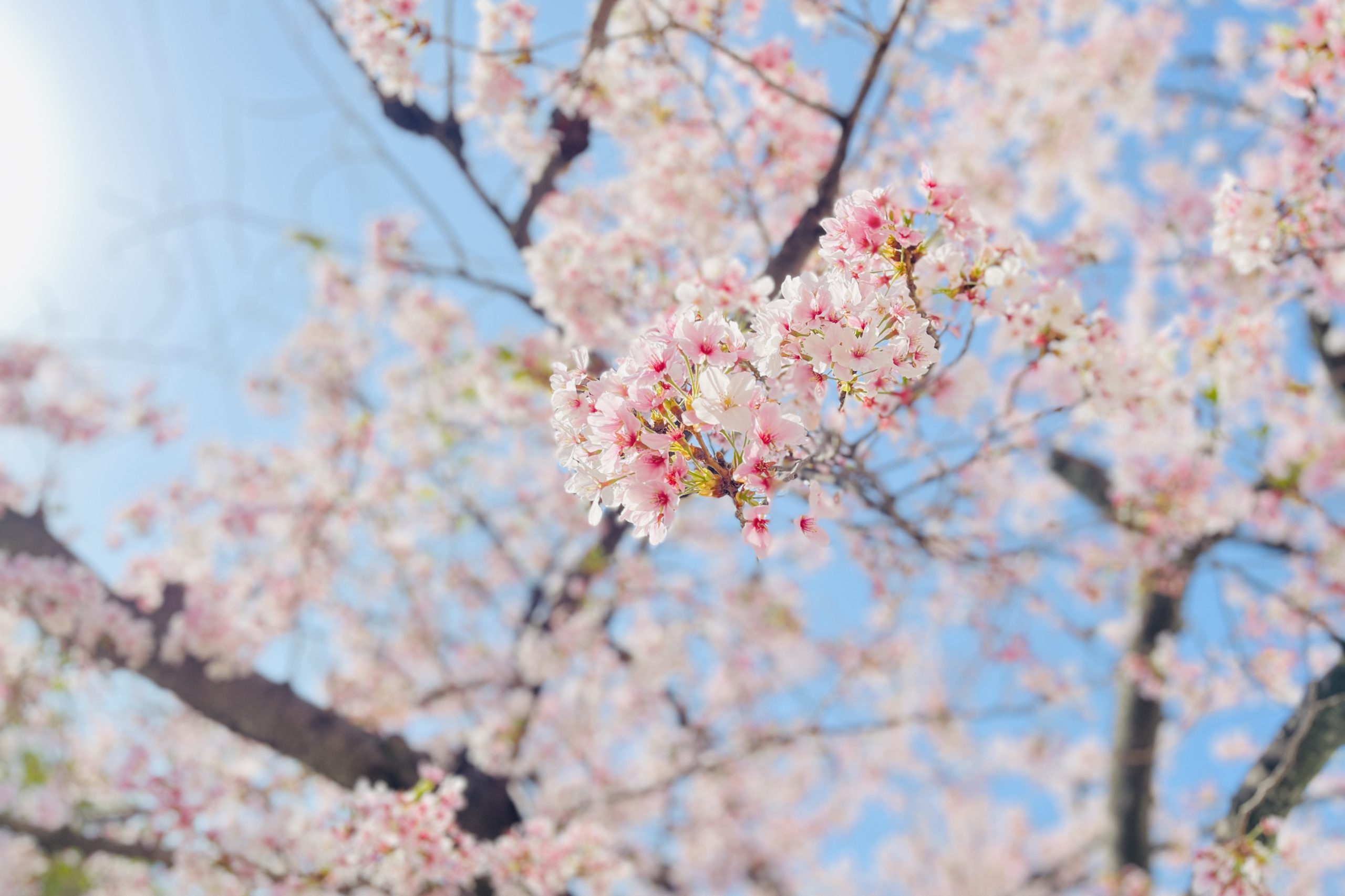 桜,春