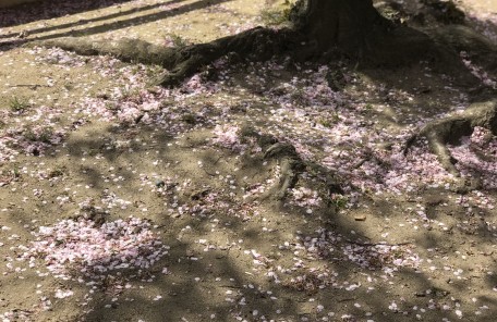桜　花びら　木の根